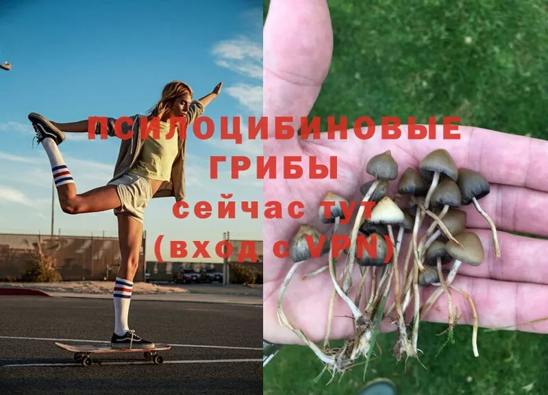 Галлюциногенные грибы Psilocybe Чебоксары